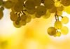 Vinhos: Um tesouro complexo vindo da Borgonha