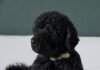 Morreu Sunny, a cadela de água portuguesa que acompanhou Barack Obama na Casa Branca